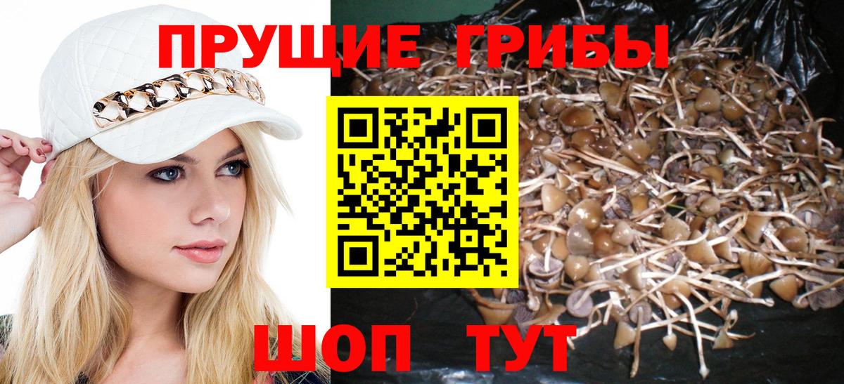 Псилоцибиновые грибы Psilocybine cubensis  Галлюциногенные грибы GOLDEN TEACHER  Тайшет  Вход с VPN 