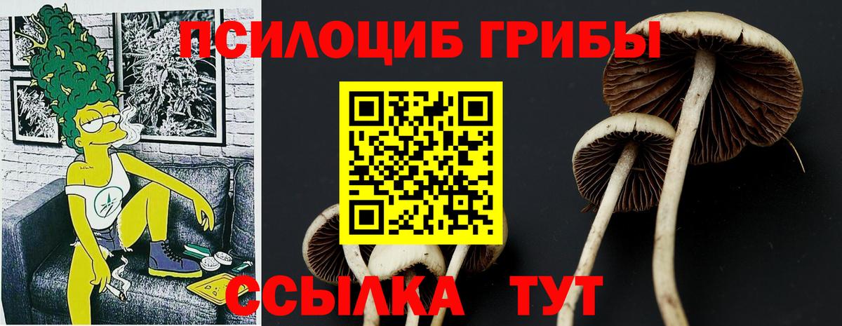 Псилоцибиновые грибы Cubensis Тайшет